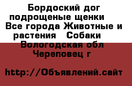 Бордоский дог подрощеные щенки.  - Все города Животные и растения » Собаки   . Вологодская обл.,Череповец г.